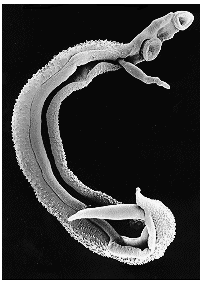 Literární úvod Podříše: Kmen: Podkmen: Třída: Řád: Čeleď: Rod: Druh: Mnohobuněční (Metazoa) Ploštěnci (Platyhelminthes) Neodermata (Neodermata) Motolice (Trematodae) Strigeidida (Strigeidida)