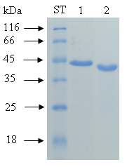 Výsledky Obr. 25: Analýza vzorku aktivovaného IrKatD z chromatografie na Mono S HR 5/5 systému FPLC. Barvení 15% gelu SDS-PAGE bylo pomocí Coomassie Brilliant Blue G250.