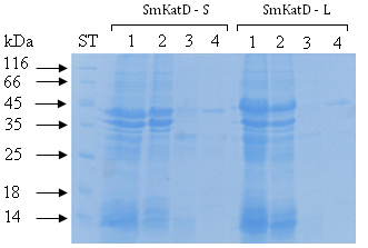 Výsledky 4.2.1.2 Purifikace SmKatD z inkluzních tělísek Pro purifikaci zymogenu SmKatD-S a SmKatD-L (pro-smkatd-s resp.