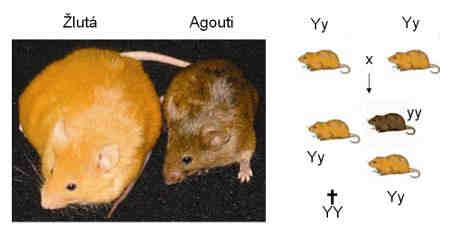 Pozor: Y je dominantní nad y (co se barvy týče), ale letální je pouze pro homozygota YY (tedy vlastně recesivně; zde je třeba oddělit barvu srsti a letalitu) to umožňuje, že se taková alela v