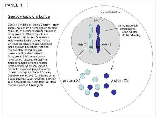 Mendel položil základ vztahu alela - gen, který je velmi důležitý i na molekulární úrovni pro fungování buňky a kterému je třeba dobře rozumět (panel 1 představuje jednu z nezbytných základních