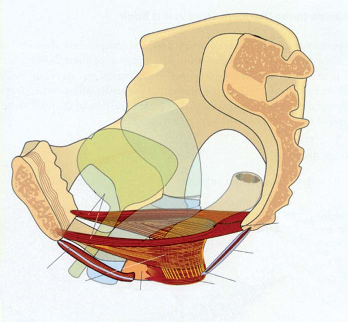 Utváření levátorové plotny (LP) a LMA (4) Spina ischiadica Sacrospinózní ligamentum Kostrč Ramus ischiopubicus Obrázek 2. Pars iliaca m.