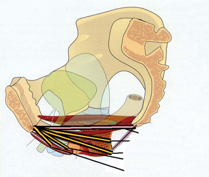 pubovaginalis Diafragma pelvis Diafragma pelvis obklopuje ze stran, podpírá a v případě potřeby ventrálně elevuje pánevní orgány.