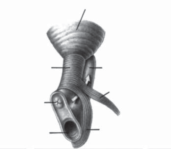 pubovaginalis) a diafragma urogenitale (m. compresor urethrae a m. sphincter uretrovaginalis).