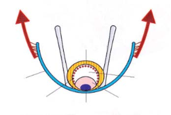 Základ tvoří trojúhelníkovitá pojivová membrána, v centru perforovaná. Základ hymenu je tvořen právě touto membránou. Na tuto membránu nasedají svalové vrstvy, směřující jednak vně tj. m. bulbospongiosus, m.