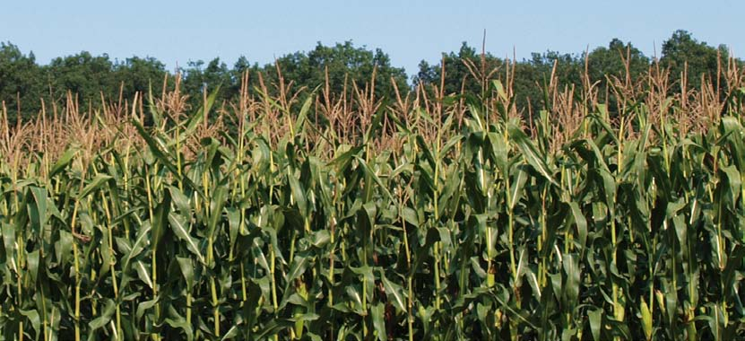 pravidelnost palic zaručí vysoký výnos zrna široké využití na, LKS, CCM i vysoká odolnost k helmintosporióze a poléhání Poloprovozní pokusy na VP AGRO Výnos zelené Radostín Žďár n. Sáz. 29. 9.