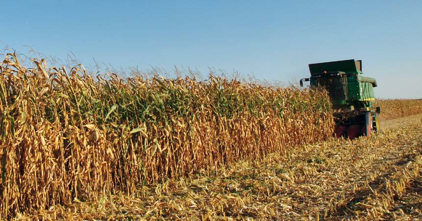 ÚKZÚZ dosáhl ve výnosu zelené hmoty 68,7 t/ha = 104,5 % na kontroly velmi dobrý počáteční start na jaře výborný zdravotní stav Poloprovozní pokusy na VP AGRO Poloprovozní pokusy na VP AGRO Vlhkost