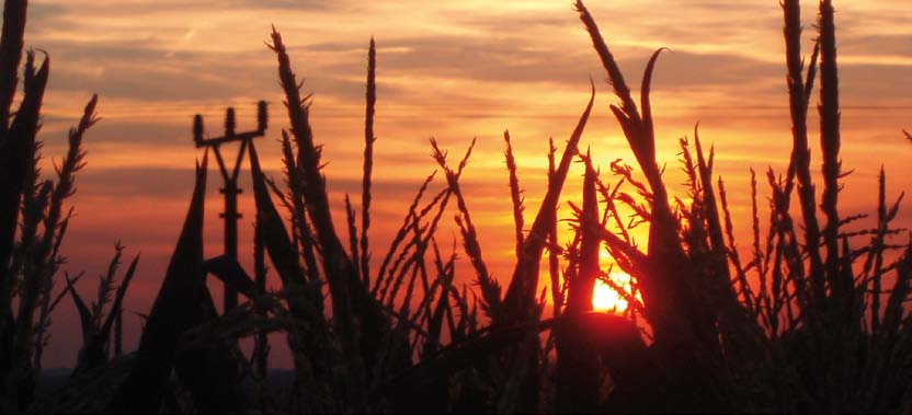 pokusy na VP AGRO Poloprovozní pokusy na VP AGRO Vlhkost Výnos Výnos při 14 % vlhkosti Oskořínek Nymburk 26. 10. 2011 25,6 15,8 13,7 3. 11. 2010 25,8 12,6 10,9 Tištín Prostějov 4. 10. 2012 22,7 13,2 11,9 19.