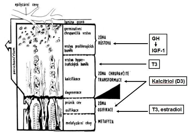 Obr. 4 Schéma hormonální regulace v jednotlivých zónách epifyzární růstové ploténky. Distální epifýza radia i ulny je růstově aktivnější než jejich proximální konec.