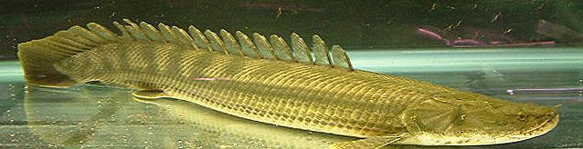 arapaima) Elopomorpha (úhoři, murény) Clupeomorpha (sledi, sardele)