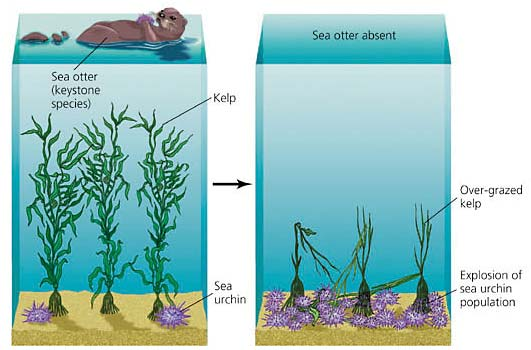 Intertidal community structure: experimental studies on the relationship between a dominant competitor and its principal predator.