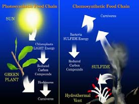 BIOLOGICKÁ PRODUKCE PRIMÁRNÍ PRODUKCE PP PRODUCENTI Fotoautotrofní organismy syntetizující z anorganických látek látky organické za použití radiační energie slunce (DRITIVÁ