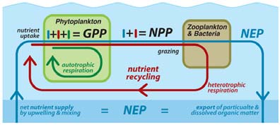 2012 Nature Education V mořském prostředí nedochází k tak výrazné akumulace biomasy v porovnání s lesy a pastviny na souši (Sarmiento a