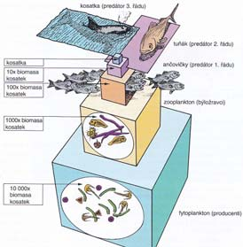 Obvykle jen 3 4 trofické úrovně Ztráty energie mezi úrovněmi Zvětšuje se velikost POTRAVNÍ PYRAMIDA Účinnost převodu