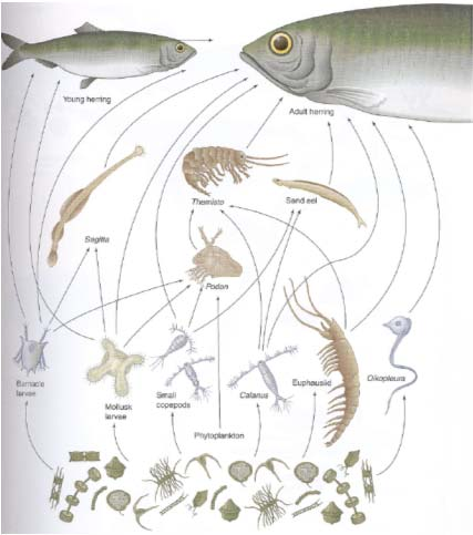 POTRAVNÍ ŘETĚZEC PELAGIÁLU Sleď PP fytoplankton Filtrující plankton Dravý plankton Planktonožravé ryby Dravé ryby Predátoři