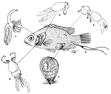 dostupný ve vodním prostředí MICROBIAL LOOP (mikorb.