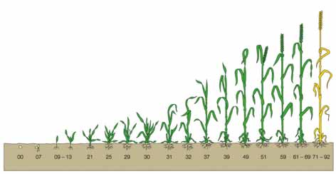 Obilniny Fungicidy Ošetření Swingem Top v systému použití dvou fungicidů Společnost BASF doporučuje v roce 2009 špičkový systém ochrany ozimé pšenice během celé vegetace, který je tvořen aplikací