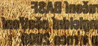 Mezi nejškodlivější listové choroby pšenice v dané době patří braničnatka pšeničná a plevová, padlí travní, rzi a listové fuzariózy. Dané choroby se mohou vyskytovat i v klase.