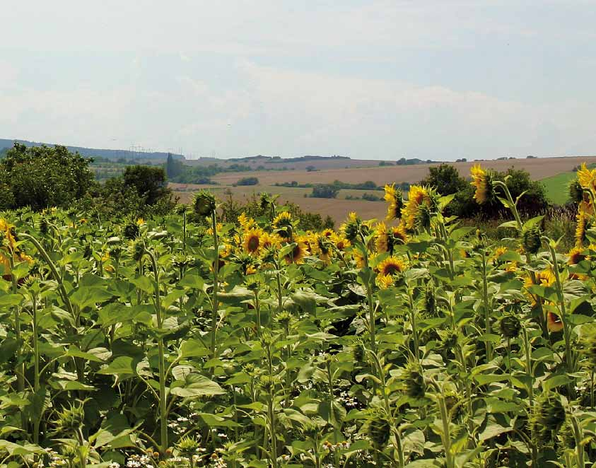 Varianta Průměrná produkce 40 úborů g Průměrný počet r. skl. parc. 10 1,4 m Průměrný výnos skl. parc. 10 1,4 m Průměrný výnos t.ha -1 v pův.suš. Sušina nažek % Průměrný výnos t.