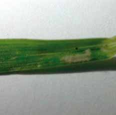 Blumeria graminis, konidie (400 ) Blumeria graminis, mycelium na listové čepeli pšenice ozimé Puccinia recondita - kupky urediospor na listové čepeli pšenice ozimé, Septoria tritici - pyknidy Na