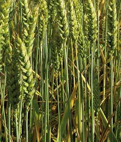Po dešti dochází k uvolňování askospor, které se větrem rozšiřují na klasy pšenice. V závislosti na povětrnostních podmínkách bylo dokázáno několik vrcholů tvorby askospor.