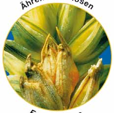 Hrozba výskytu klasových fuzarióz je zejména při minimalizačním zpracování půdy, při předplodině kukuřici a při pěstování citlivých odrůd na klasové fuzariózy, jako jsou Mladka, Complet, Florett,