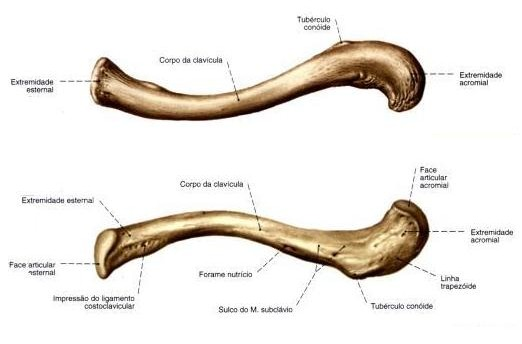 Clavicula ( klíční kost) Klíční kost je lehce zahnutá ve tvaru S.