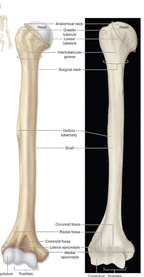 Humerus (kost paţní) Kost paţní je dlouhá kost, na které rozlišujeme tělo a dva konce proximální a distální.