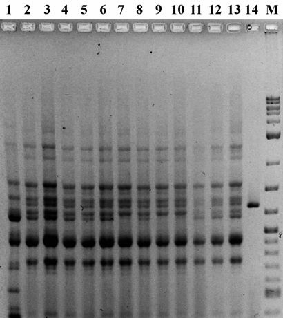 amplifikát DNA značený digoxigeninem. Neprůkazné rozdíly.