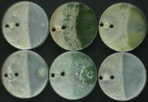 Výtěžnost spor mykoparazitické houby Cílem testu je stanovit množství vyprodukovaných spor při kultivaci mykoparazitických hub na umělé živné půdě PDA a přirozeném živném substrátu.