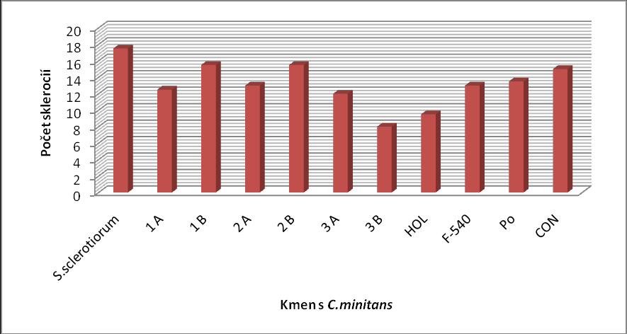 Závěr: Největší průměr kultury houby C. minitans vytvořil kmen Hol, kde kultura dosahovala průměru kolem 44 mm.