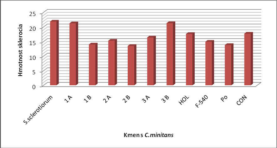 Průměr kultur u těchto kmenů se pohyboval od 23 do 34 mm. B) Počet a hmotnost sklerocií Graf č.