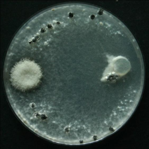Trianum v interakci s houbou S. sclerotiroum C.