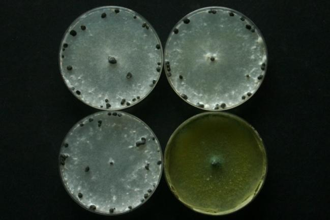 sclerotiorum kontrolní varianta Ověření parazitace sklerocií S.