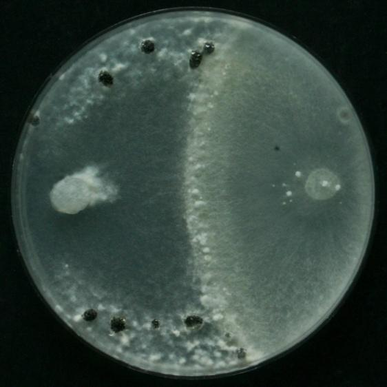 sclerotiorum Kmen 5 KZ v interakci s 