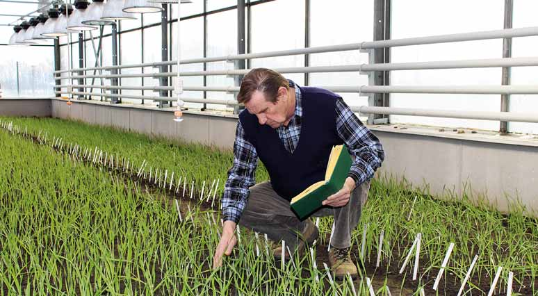 Ing. Petr Svačina, hlavní šlechtitel ječmene na ŠS Plant Select Hrubčice, při hodnocení F2 generace ječmene ve skleníku Foto Limagrain Nejdůležitější zásadou je dodržet minimálně 80ti procentní