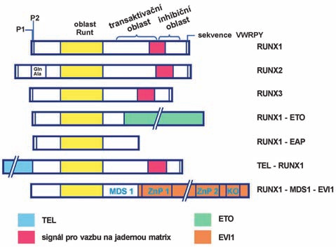 p fi e h l e d Obr. 2.: Struktura proteinû RUNX1, RUNX2 a RUNX3 a nûkolika fuzních proteinû, které obsahují RUNX1.