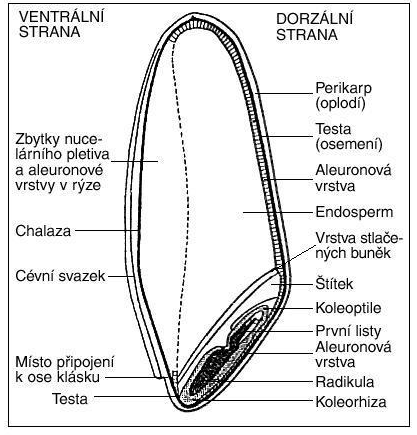 4 Obr. č. 1 Podélný řez zralou obilkou (Psota, Šebánek, 1999) 2.