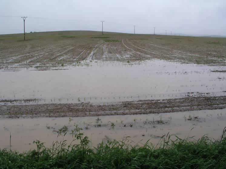 Obrázek 3: Porost kukuřice u Bobrové, 2.6.2010 výsledek rozrušení agregátů na povrchu půdy s následným vytvořením slité struktury půdy při současném nasycení půdy vodou.