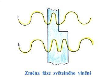 Zbarvené preparáty - pohlcují část jimi procházejícího světla ( absorpční obraz) mění se amplituda vln, fáze nezměněna Nezbarvené preparáty (např.