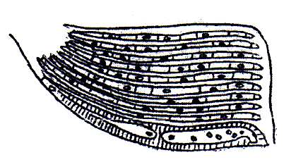 larva motýľa... 3. larva koníka... 4. larva žaby... 17.