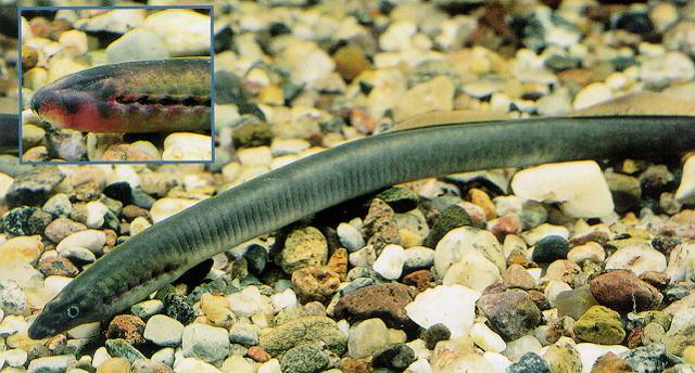 lamprey Lampetra fluviatilis mihule