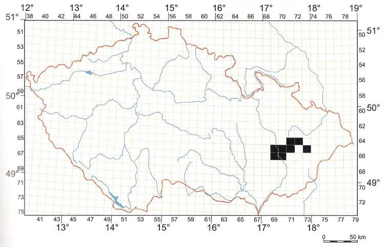 Bečva od VM po ústí do Moravy; 2003 Morava nad ústím Bečvy