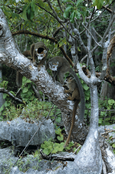 Na obálce a na této straně: Lemur korunkatý (Eulemur coronatus) je nejnápadnějším obyvatelem rezervace Ankarana.