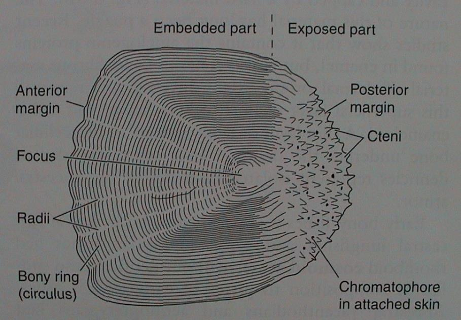 Teleostei - kostnatí VIIIae. Teleostei - kostnatí >30 000 max. Arapaima gigas (5 m, 200 kg) (Osteoglossidae, JAm) min.