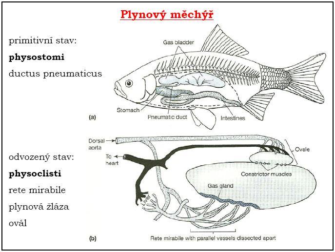 měchýř s hydrostatickou funkcí - physostomi (ductus pneumaticus)