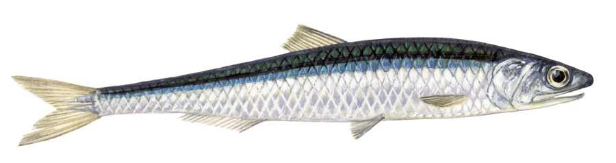 Clupea harengus sleď obecný, do 40 cm, S polokoule, Sardina sardinka, Sprattus šprot, Alosa