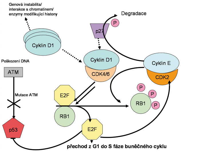 124 Hlavní téma Obrázek 4. Řídící role cyklinu D1 v regulaci přechodu z G1 do S fáze buněčného cyklu a nadměrná exprese BMI-1, což je inhibitor transkripce lokusu p16ink4a (23).