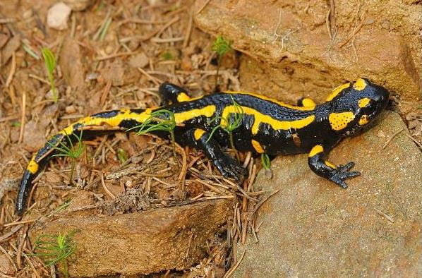 Flóra a fauna V zamokřených lokalitách se často vyskytuje orobinec širokolistý, ostřice štíhlá a sítina rozkladitá.