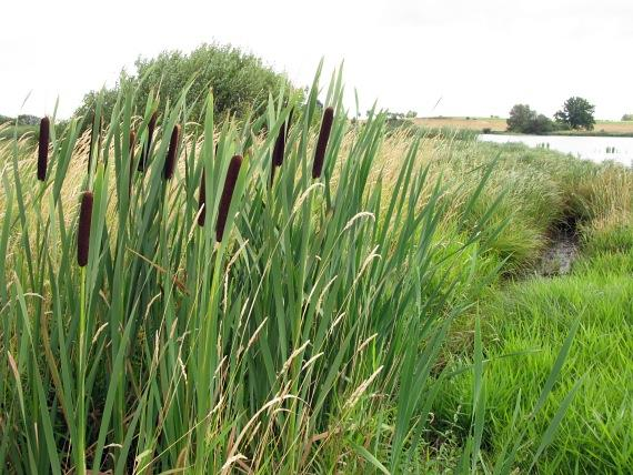 Tůně pod Císařskou jeskyní Tůně pod Císařkou jeskyní vznikly v rámci revitalizace potoka Lopač v roce 2011.